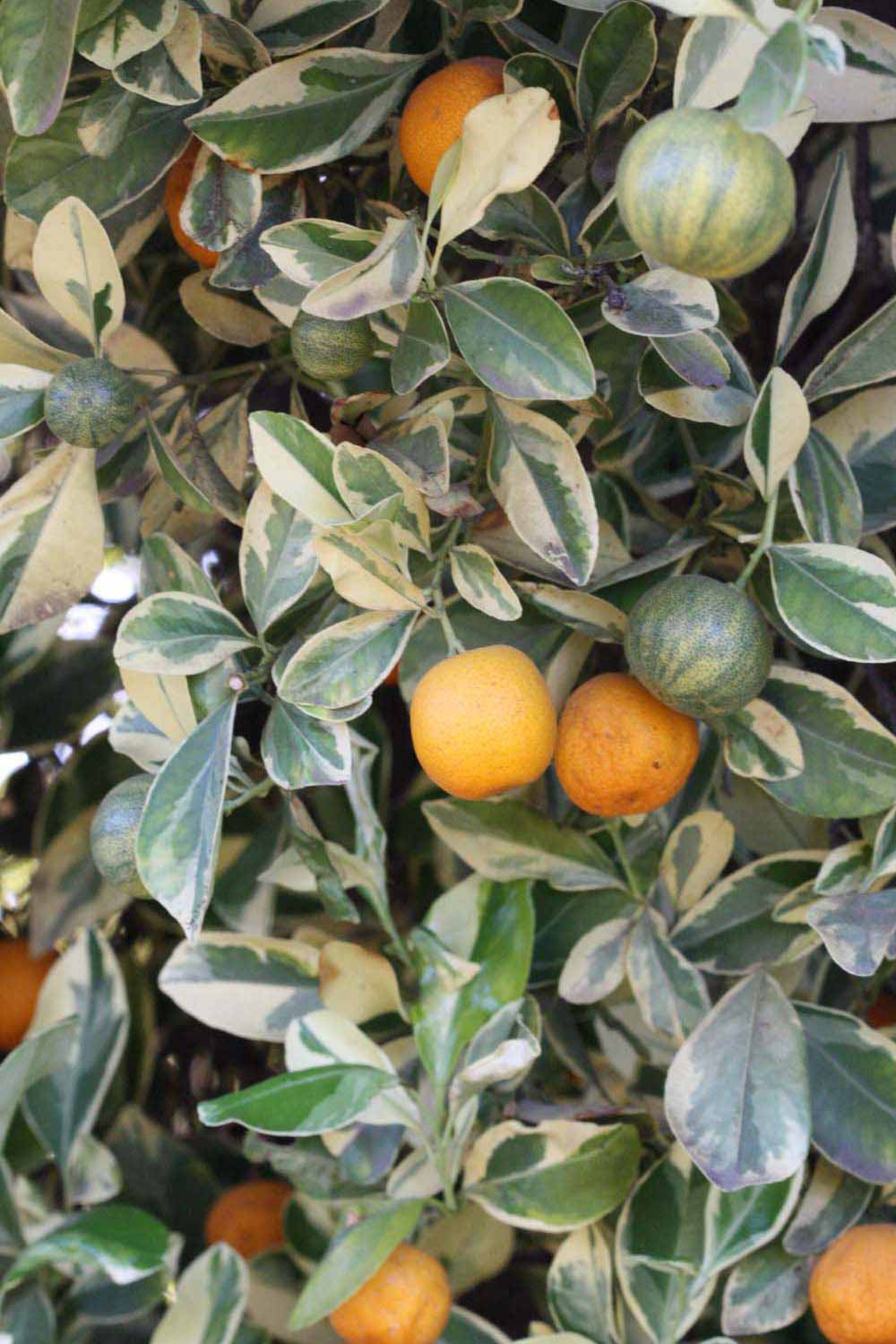              Sun leaves (Riverside, CA)       